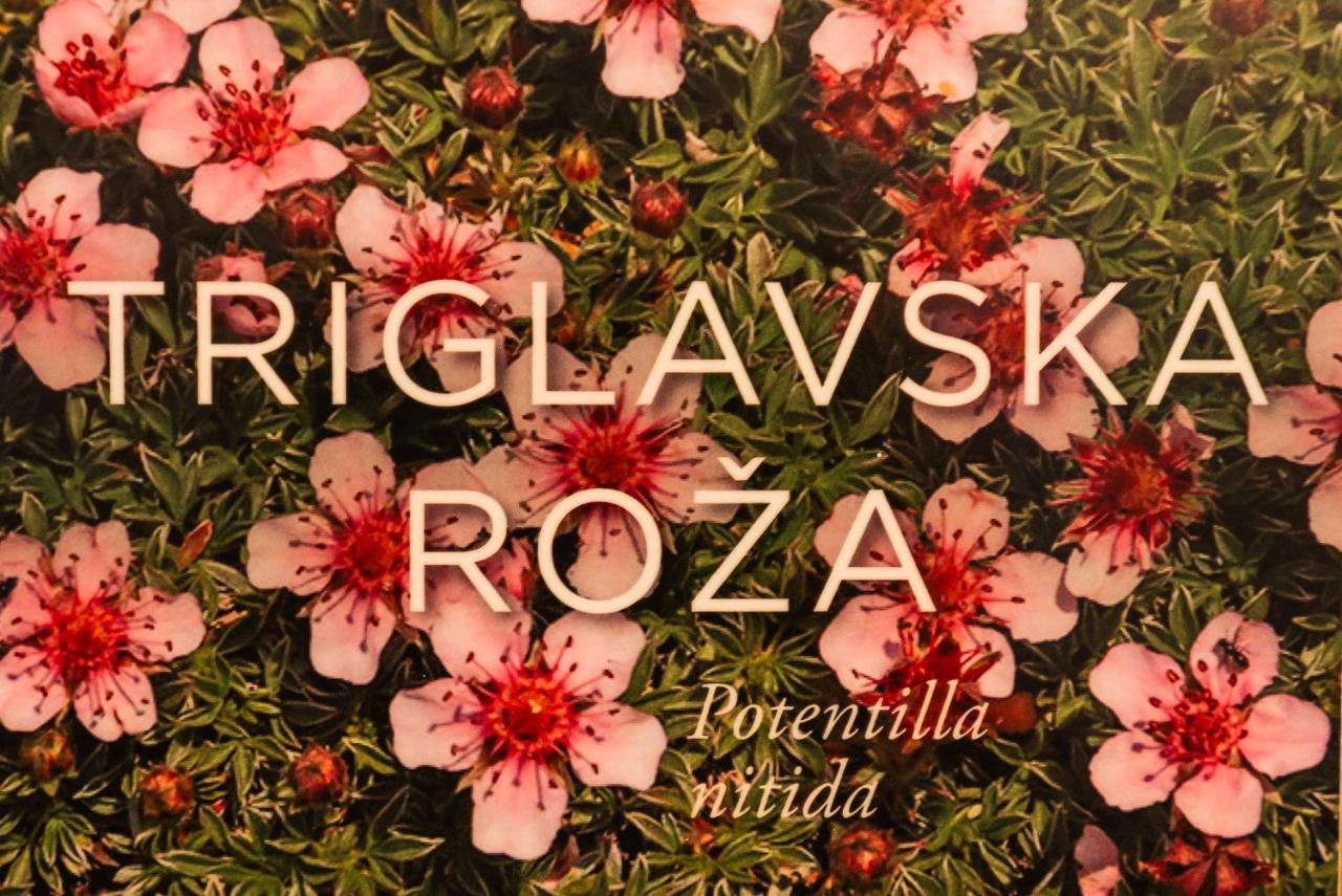 Apartmaji Alpski Cvet - Hisa Gorenc Бохінь Екстер'єр фото